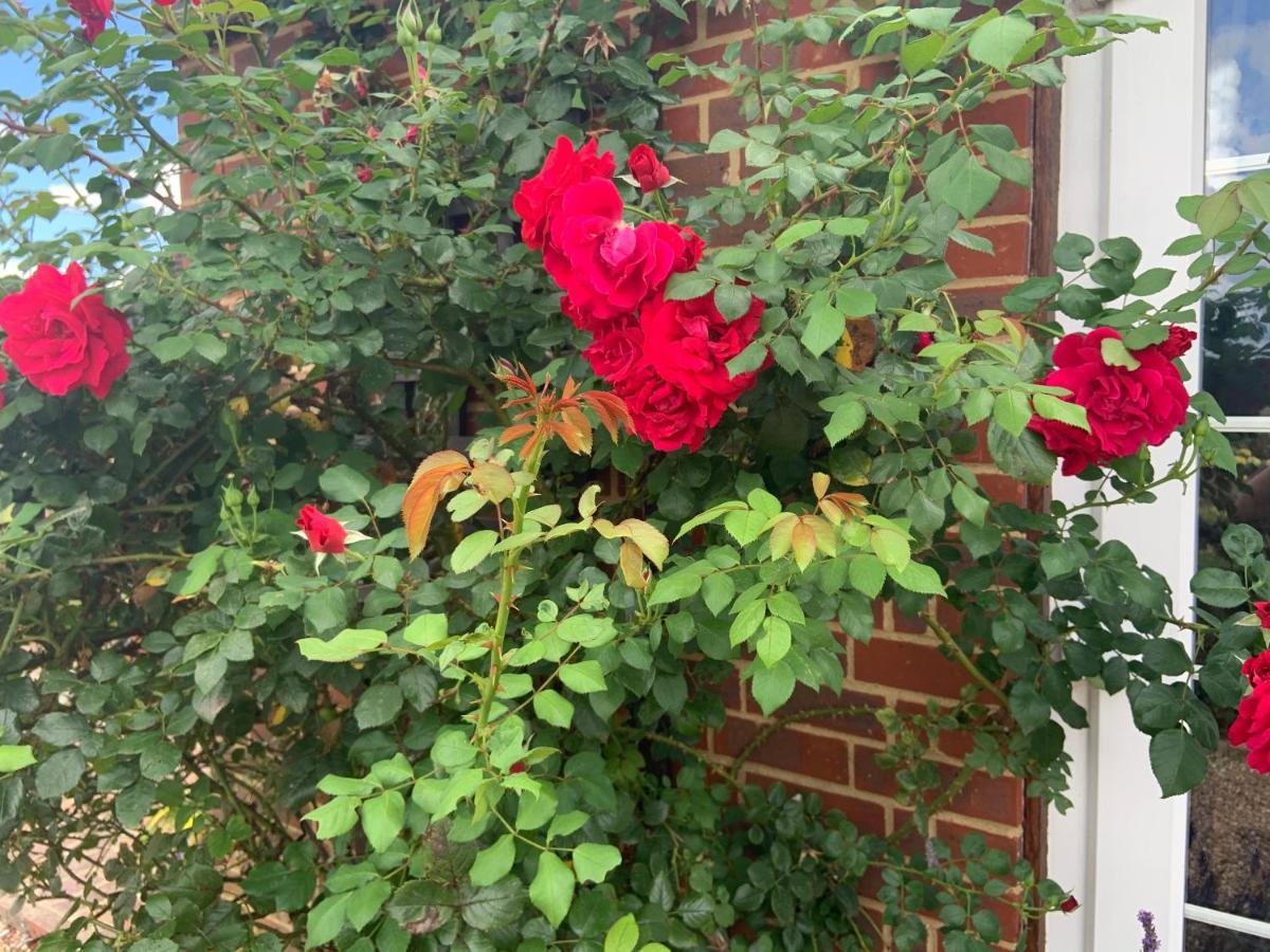 Rose Cottage Rye Εξωτερικό φωτογραφία